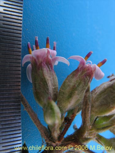 Фотография Asteraceae sp. #1890 (Parafina). Щелкните, чтобы увеличить вырез.
