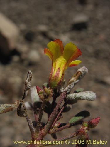 Image of Oxalis ericoides (). Click to enlarge parts of image.