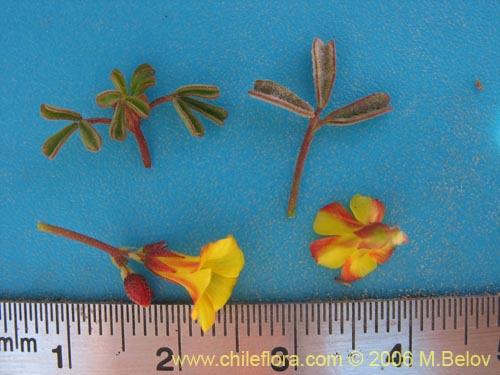 Bild von Oxalis ericoides (). Klicken Sie, um den Ausschnitt zu vergrössern.