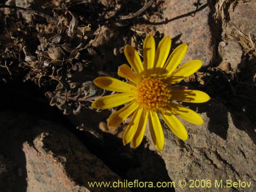 Image of Chaetanthera glabrata (Chinita). Click to enlarge parts of image.