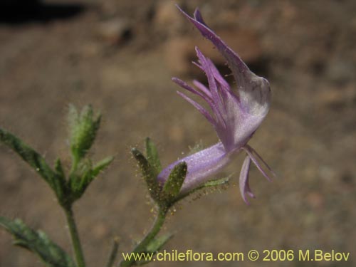 Image of Schizanthus sp.   #1204 (). Click to enlarge parts of image.