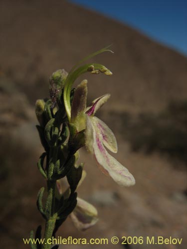 Teucrium bicolor var. paposanaの写真
