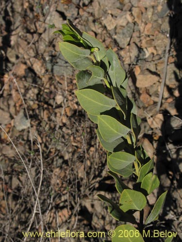 Фотография Monttea chilensis var. taltalensis (Uvillo). Щелкните, чтобы увеличить вырез.