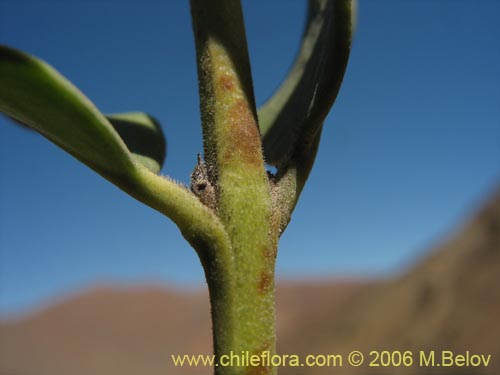 Image of Monttea chilensis var. taltalensis (Uvillo). Click to enlarge parts of image.