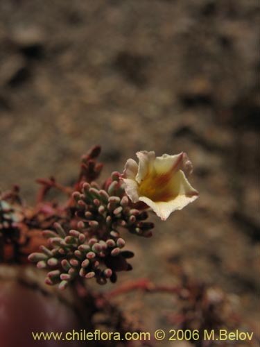 Image of Oxalis caesia (). Click to enlarge parts of image.