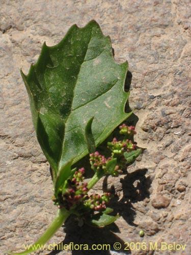 Chenopodium sp.   #1504の写真