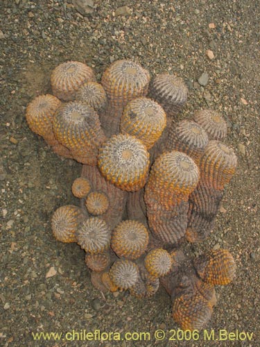 Copiapoa cinerea ssp. haseltoniana的照片