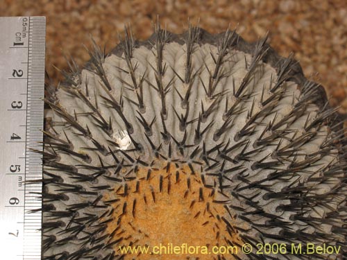 Bild von Copiapoa cinerea ssp. columna-alba (). Klicken Sie, um den Ausschnitt zu vergr�ssern.