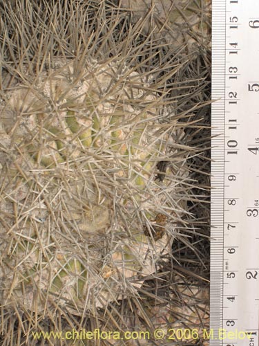 Imágen de Copiapoa serpentisculata (Cactus de la serpiente). Haga un clic para aumentar parte de imágen.
