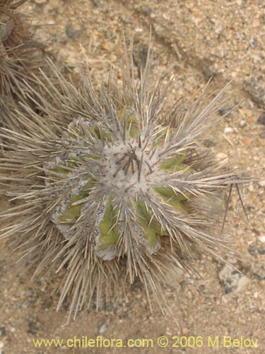 Image of Copiapoa marginata (). Click to enlarge parts of image.