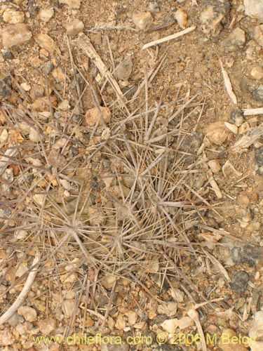 Фотография Eriosyce taltalensis ssp. pygmaea (). Щелкните, чтобы увеличить вырез.