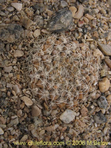 Bild von Eriosyce odieri ssp. malleolata (). Klicken Sie, um den Ausschnitt zu vergrössern.