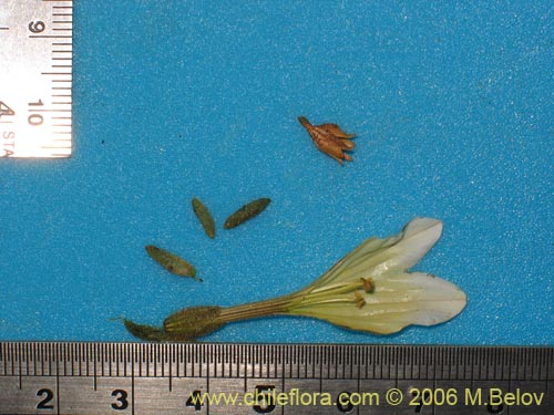 Image of Salpiglossis spinescens (). Click to enlarge parts of image.