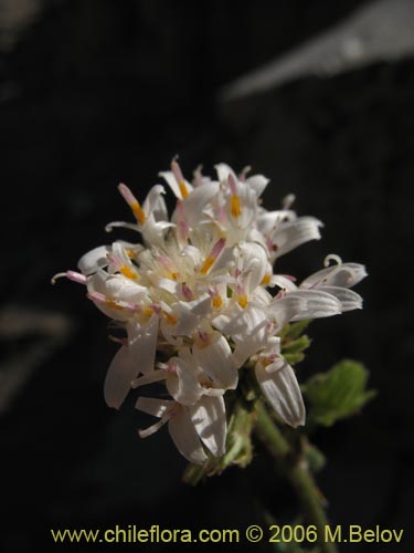 Image of Leucheria runcinata (). Click to enlarge parts of image.
