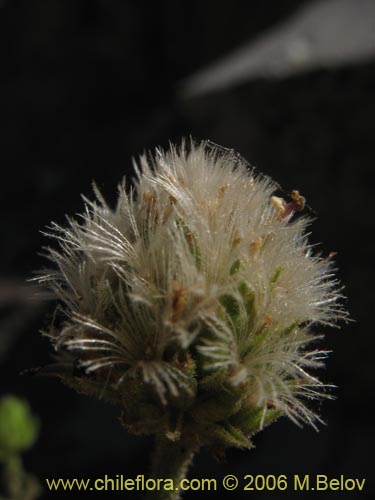 Leucheria runcinataの写真