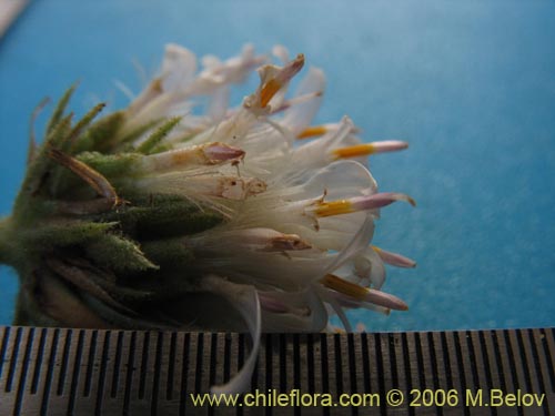 Leucheria runcinata의 사진