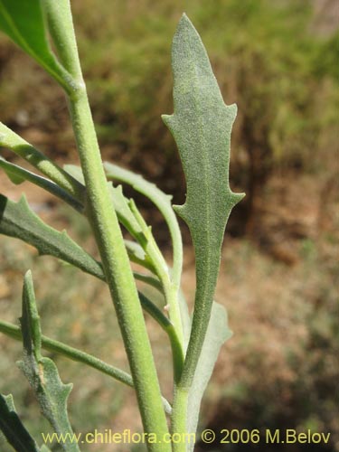 Pluchea absinthioides의 사진