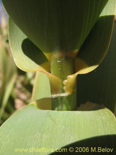 Image of Arundo donax (). Click to enlarge parts of image.