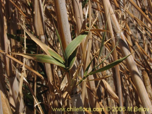 Image of Arundo donax (). Click to enlarge parts of image.