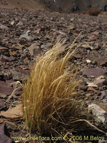 Фотография Poaceae sp. #1854 (). Щелкните, чтобы увеличить вырез.