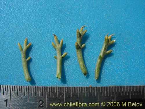 Image of Unidentified Plant sp. #2322 (). Click to enlarge parts of image.