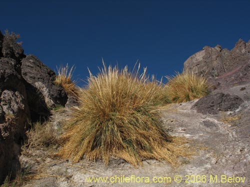 Image of Cortaderia speciosa (). Click to enlarge parts of image.