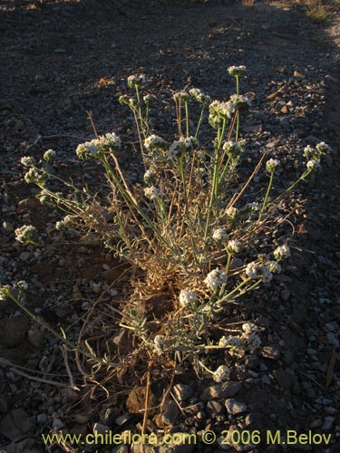 Image of Cryptantha sp. #2759 (). Click to enlarge parts of image.