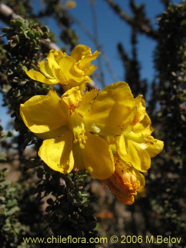 Caesalpinia brevifoliaの写真