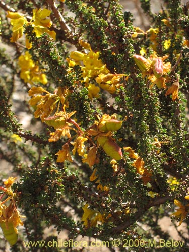 Imágen de Caesalpinia brevifolia (Algarobilla). Haga un clic para aumentar parte de imágen.