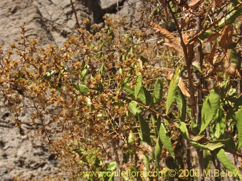 Фотография Proustia ilicifolia (Huañil). Щелкните, чтобы увеличить вырез.