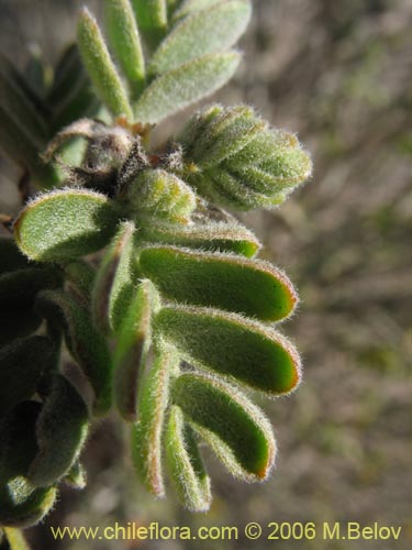 Фотография Bulnesia chilensis (). Щелкните, чтобы увеличить вырез.