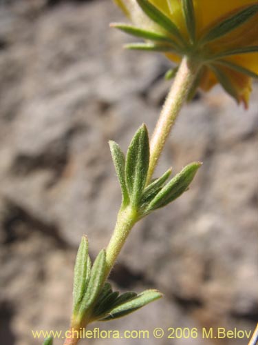 Image of Balbisia peduncularis (). Click to enlarge parts of image.