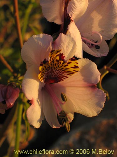 Alstroemeria magnifica ssp. magnifica的照片