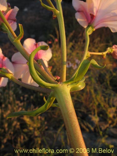 Image of Alstroemeria magnifica ssp. magnifica (Mariposa del campo / Lirio del campo). Click to enlarge parts of image.