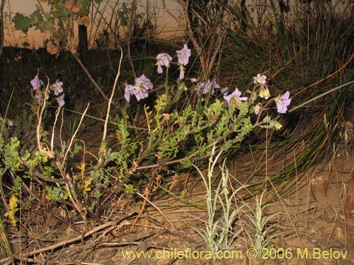 Image of Solanum sp.   #1524 (). Click to enlarge parts of image.