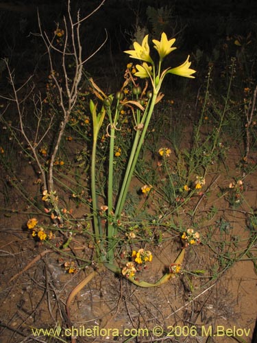 Image of Rhodophiala bagnoldii (Añañuca amarilla). Click to enlarge parts of image.