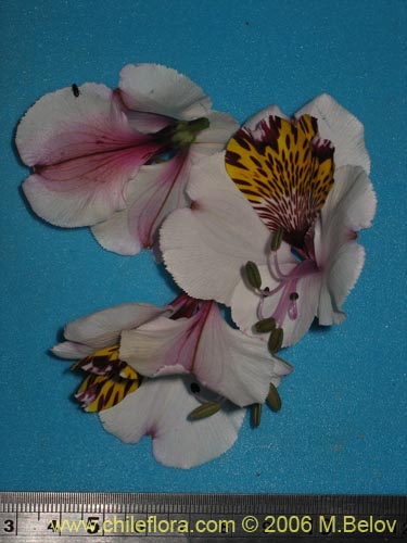Bild von Alstroemeria magnifica ssp. magnifica (Mariposa del campo / Lirio del campo). Klicken Sie, um den Ausschnitt zu vergrössern.