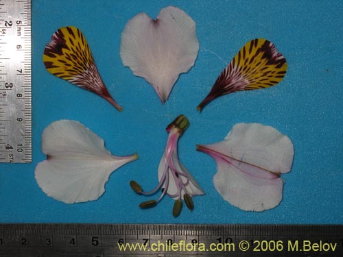 Фотография Alstroemeria magnifica ssp. magnifica (Mariposa del campo / Lirio del campo). Щелкните, чтобы увеличить вырез.