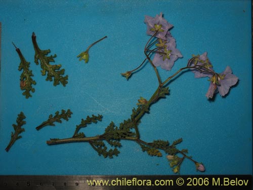 Image of Solanum sp.   #1524 (). Click to enlarge parts of image.