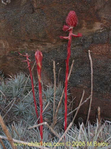 Image of Puya venusta (Chagualillo). Click to enlarge parts of image.