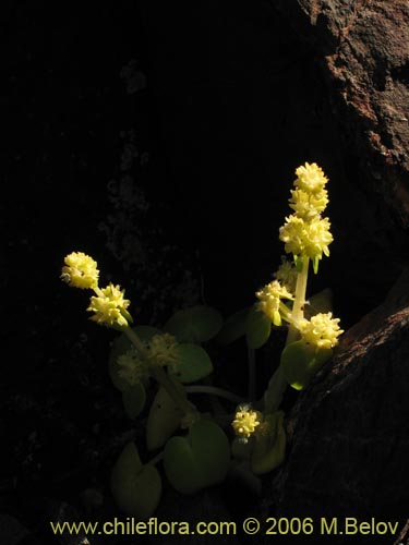 Фотография Valeriana obtusifolia (). Щелкните, чтобы увеличить вырез.