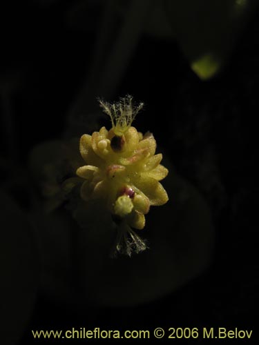 Valeriana obtusifoliaの写真