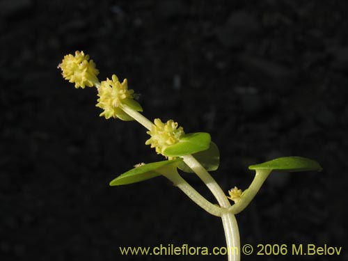 Im�gen de Valeriana obtusifolia (). Haga un clic para aumentar parte de im�gen.
