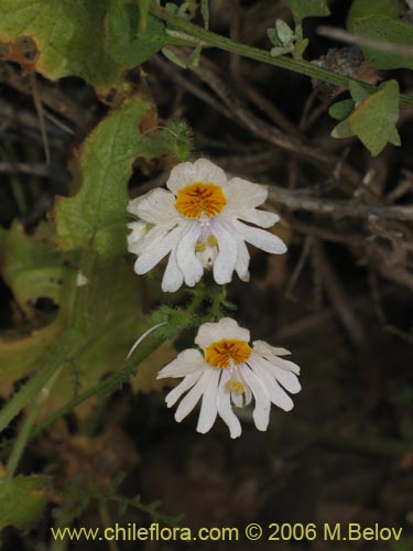 Bild von Schizanthus pinnatus (Mariposita blanca). Klicken Sie, um den Ausschnitt zu vergrössern.