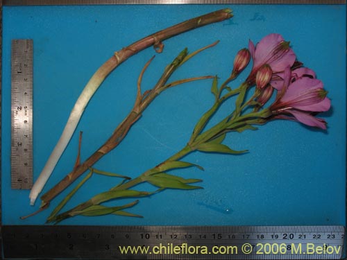 Imágen de Alstroemeria magnifica ssp. magenta (Alstroemeria). Haga un clic para aumentar parte de imágen.