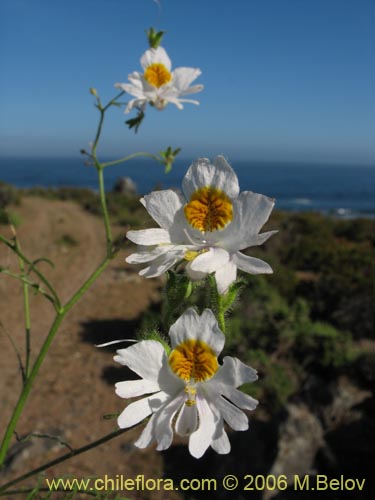 Фотография Schizanthus pinnatus (Mariposita blanca). Щелкните, чтобы увеличить вырез.