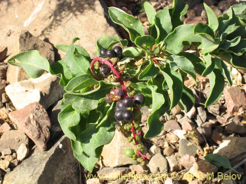 Фотография Anisomeria littoralis (Pircún). Щелкните, чтобы увеличить вырез.