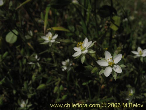 Image of Spergularia sp. #2325 (). Click to enlarge parts of image.