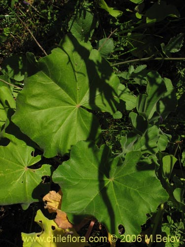 Image of Malva assurgentiflora (Malvaloca / Malvavisca). Click to enlarge parts of image.