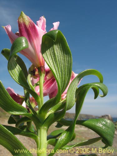 Image of Alstroemeria pelegrina (Pelegrina / Mariposa de Los Molles). Click to enlarge parts of image.